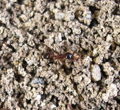 Formicidae - Pheidole pallidula