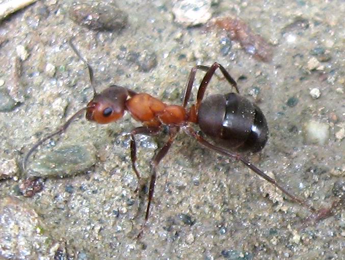 Formica rufa