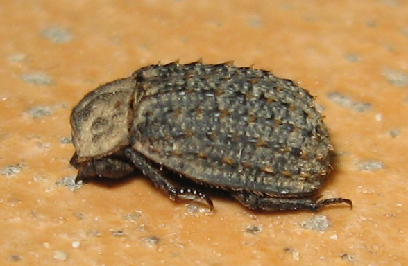 Trox niger (Trogidae)