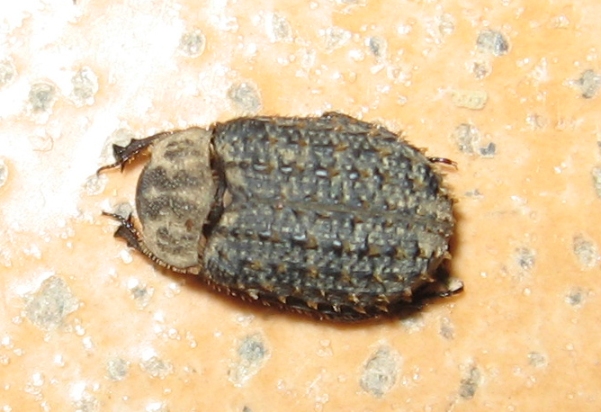 Trox niger (Trogidae)