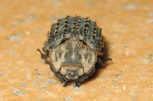 Trox niger (Trogidae)
