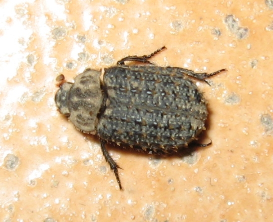 Trox niger (Trogidae)