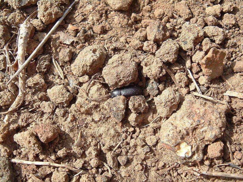 Onitis alexis septentrionalis di Pantelleria