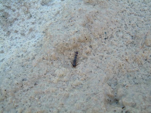 Dermatteri - Pantelleria