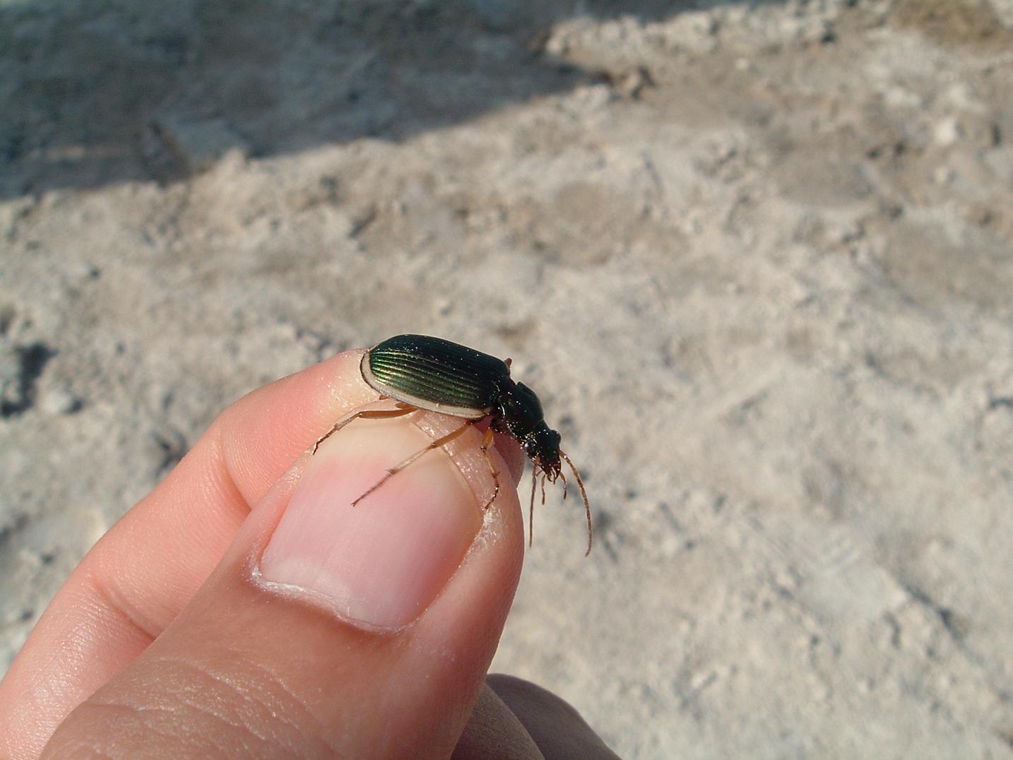 Chlaenius spoliatus