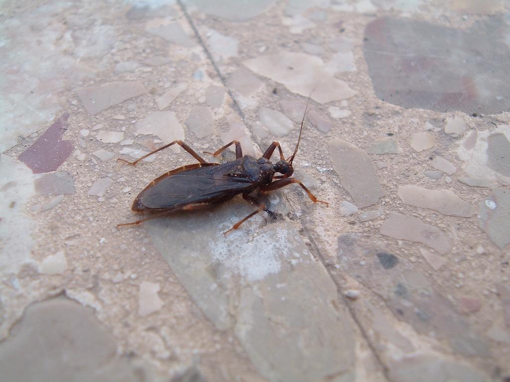 eterotteri di casa mia - Pantelleria