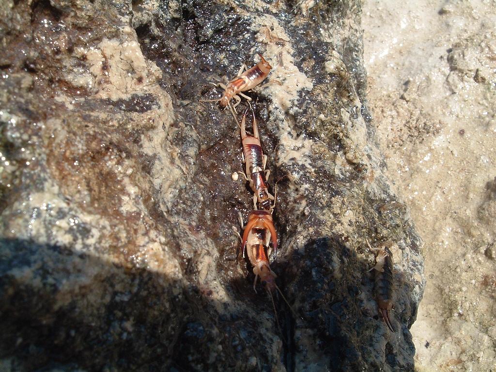 Dermatteri - Pantelleria