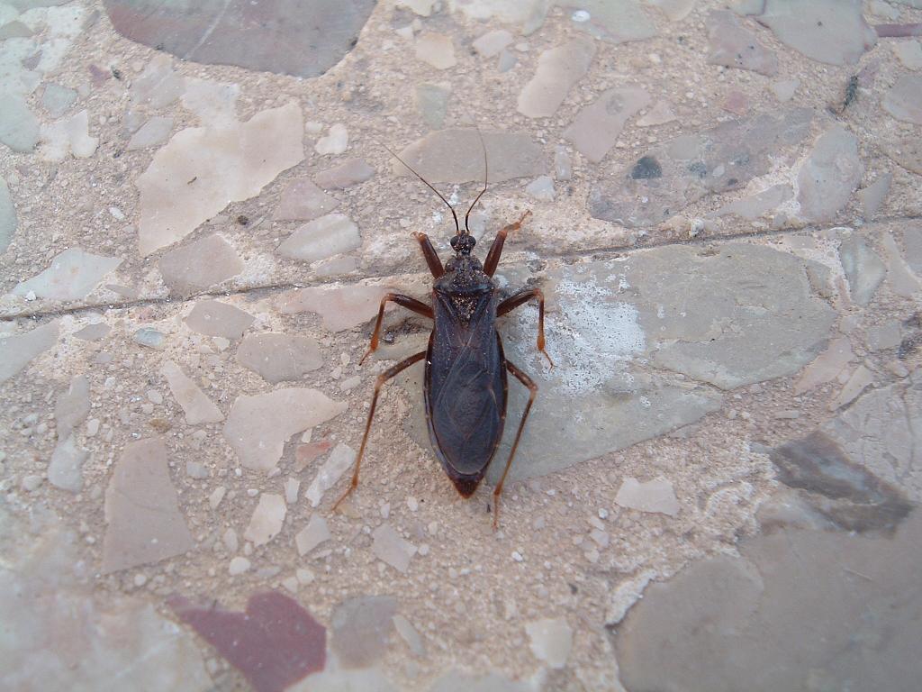 eterotteri di casa mia - Pantelleria