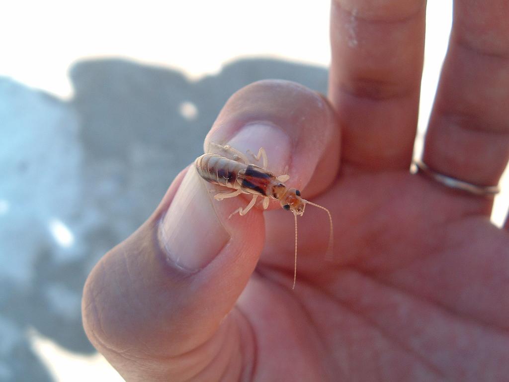 Dermatteri - Pantelleria