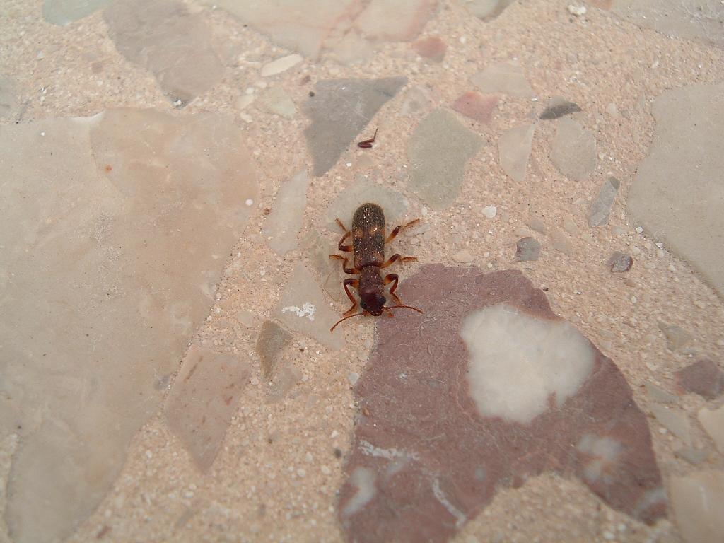 Coleotteri di Pantelleria