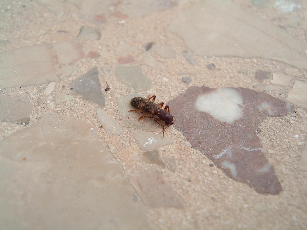 Coleotteri di Pantelleria