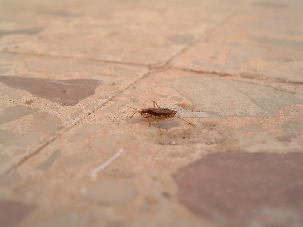 eterotteri di casa mia - Pantelleria