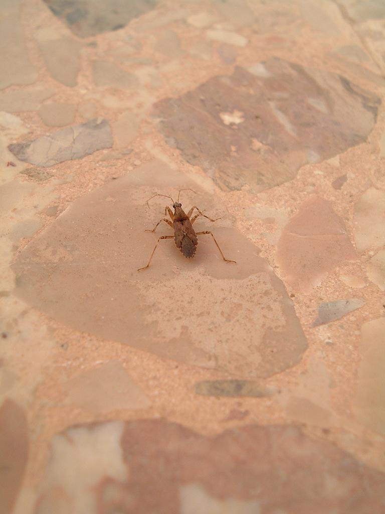 eterotteri di casa mia - Pantelleria