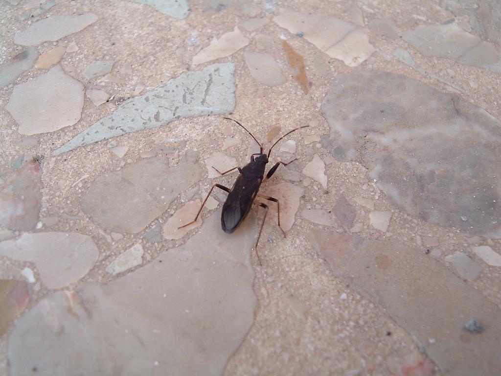 eterotteri di casa mia - Pantelleria