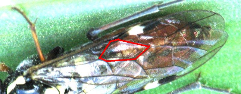 wasp to ID