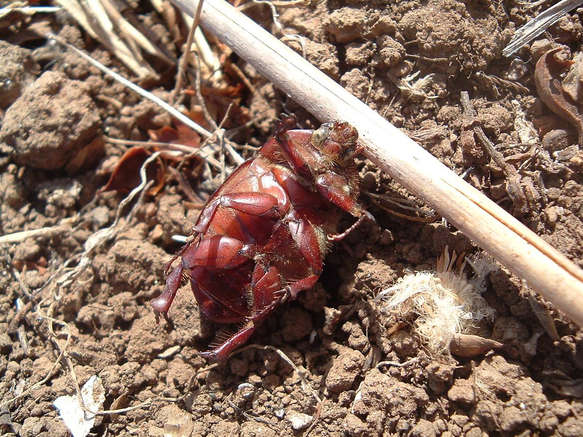 Phyllognathus excavatus (Dynastidae) e Aethiessa floralis