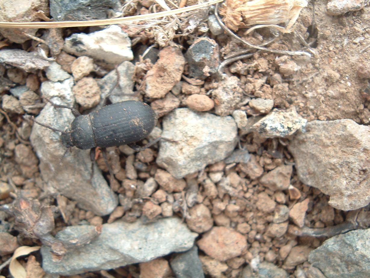 Coleotteri di Pantelleria