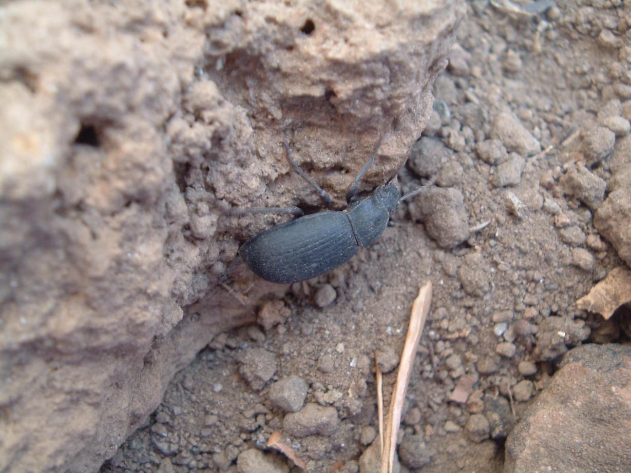 Coleotteri di Pantelleria