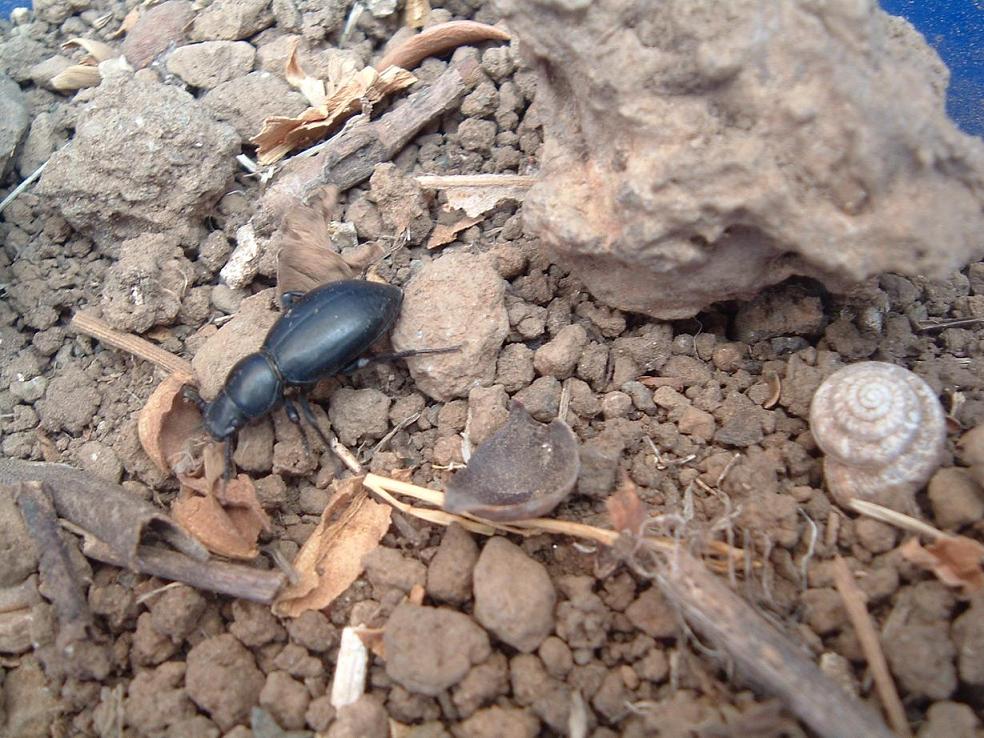 Coleotteri di Pantelleria