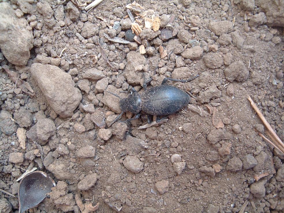 Coleotteri di Pantelleria