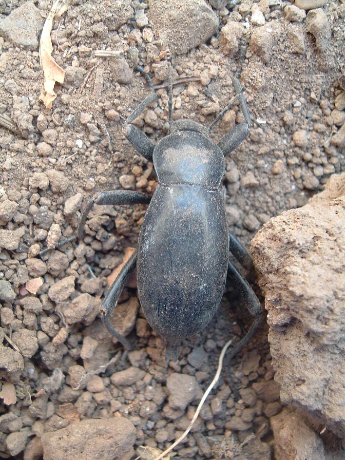 Coleotteri di Pantelleria