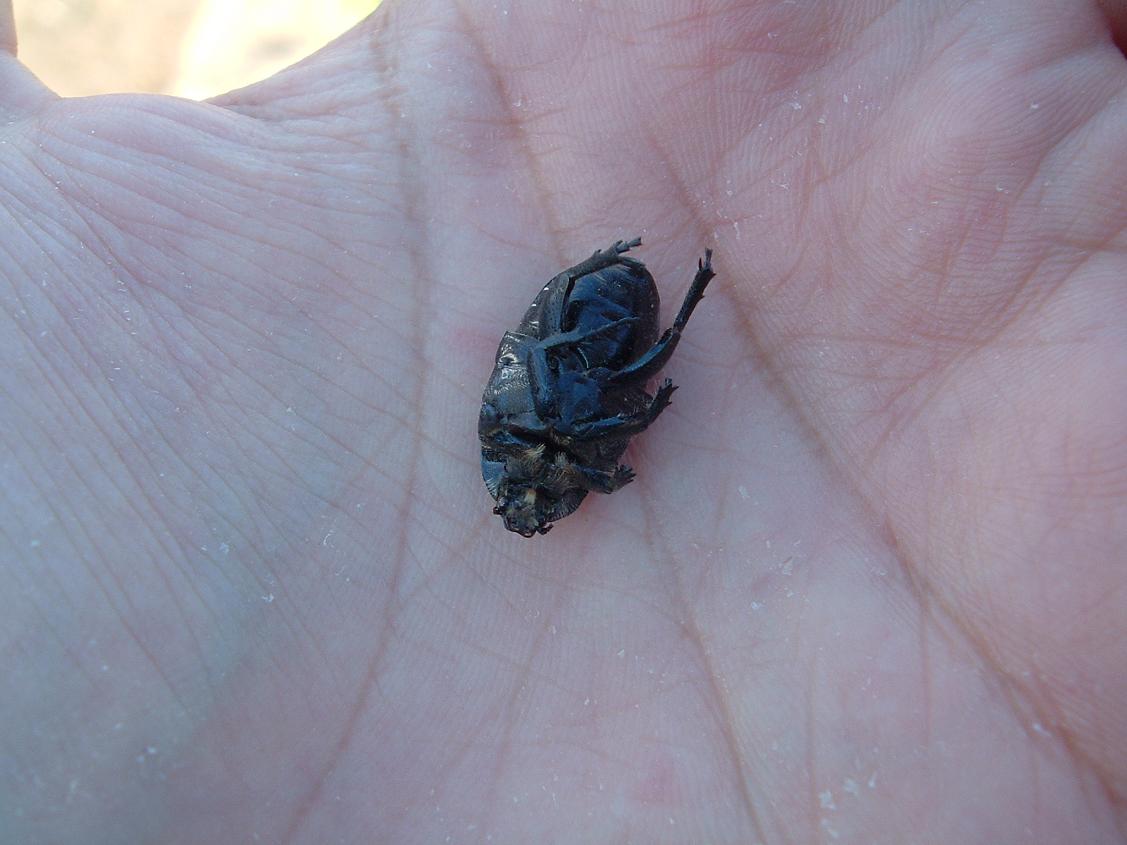 Phyllognathus excavatus (Dynastidae) e Aethiessa floralis