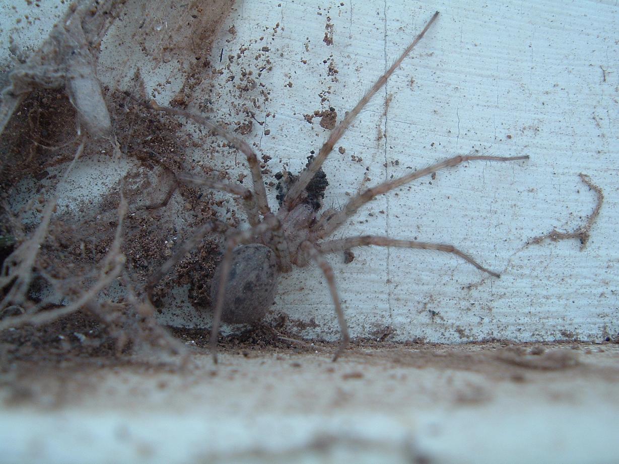Tegenaria parietina