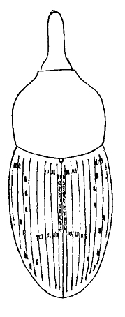 curcullionidae 