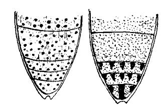 Lixus paraplecticus? ascanii