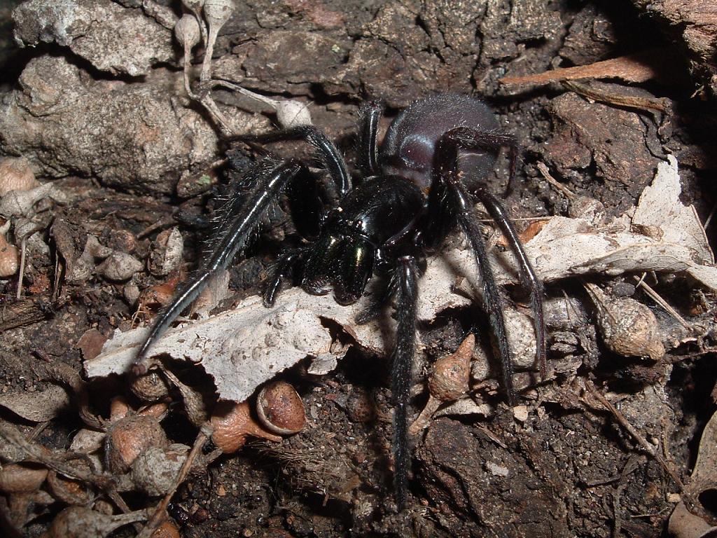 Nuctenea sp.; Segestria florentina