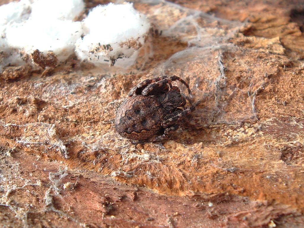 Nuctenea sp.; Segestria florentina