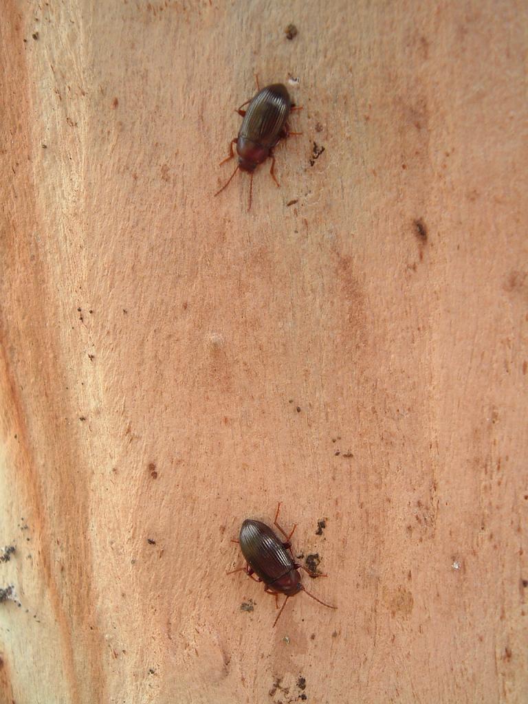 tenebrionidi sotto le cortecce