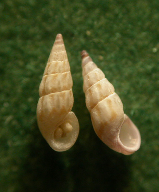 Rissoidae genere Rissoa