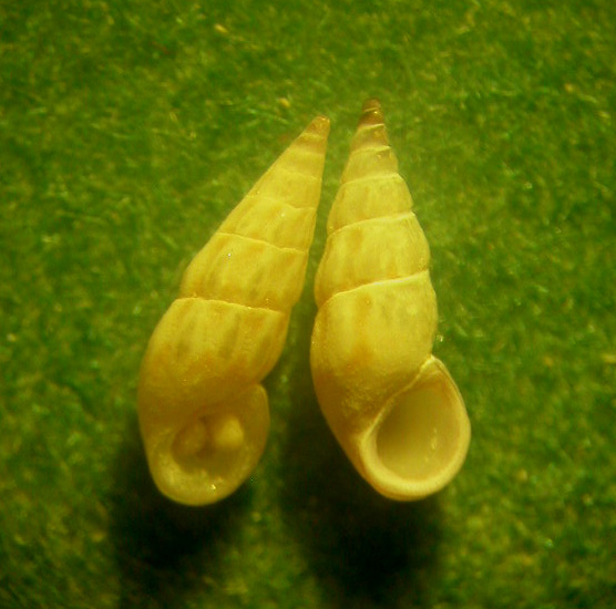 Rissoidae genere Rissoa