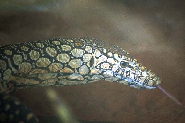 Podarcis sicula