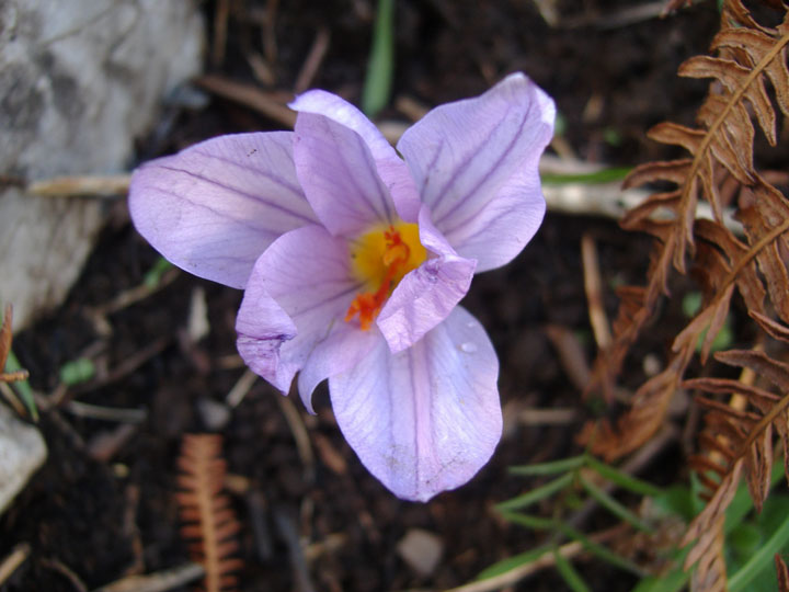 Classificazione - Crocus cfr. longiflorus