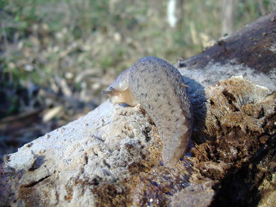 Un Limax degli Monti Peloritani (Messina, Sicilia)