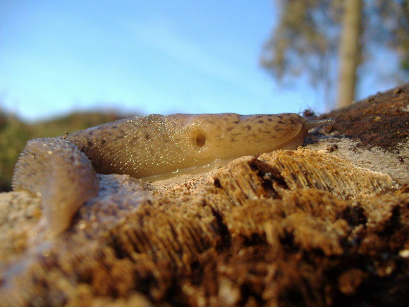 Un Limax degli Monti Peloritani (Messina, Sicilia)