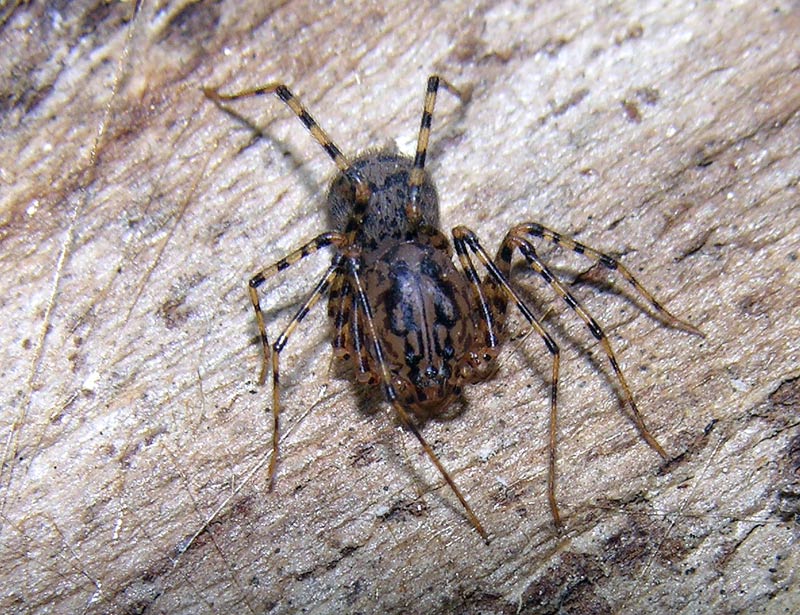 Scytodes sp.