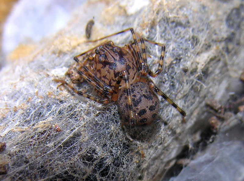 Scytodes sp.