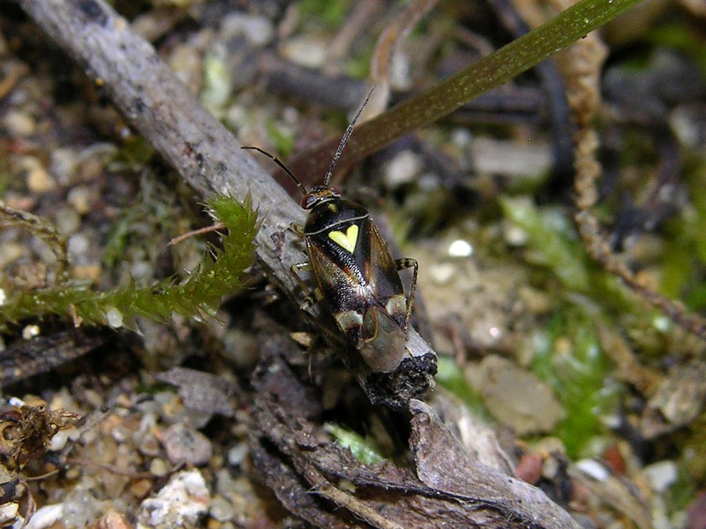 Orthops kalmii