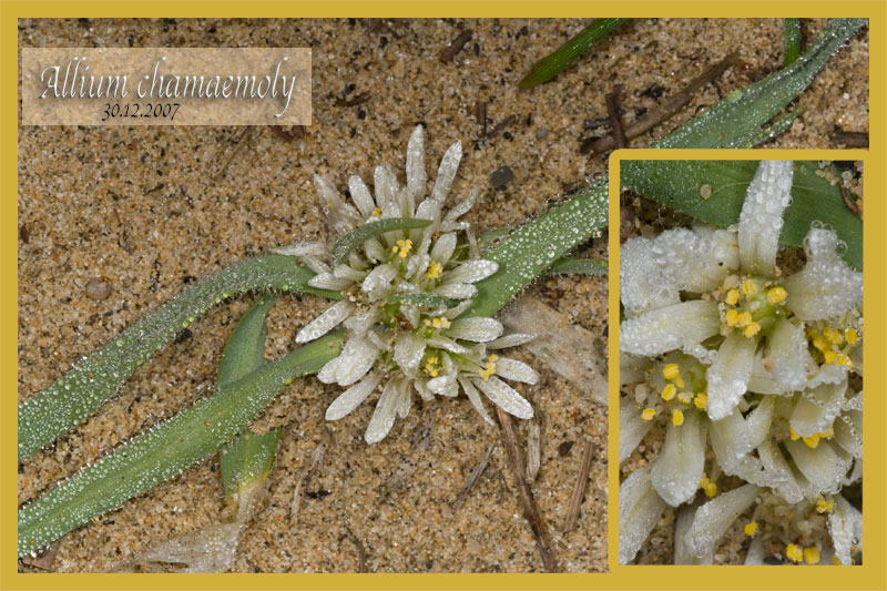 Allium chamaemoly / Aglio minuscolo