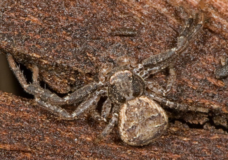 Thomisidae