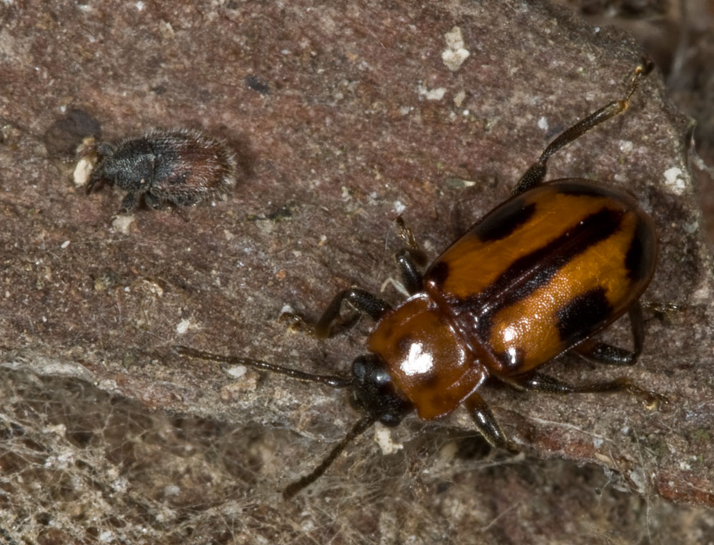 Curcullionidae in compagnia di Ancylopus megalocephalus