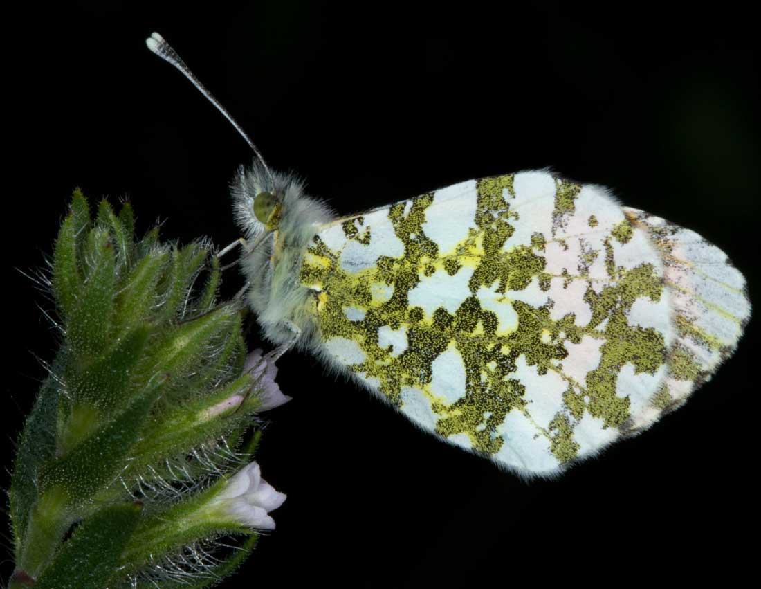 Anthocharis cardamines.