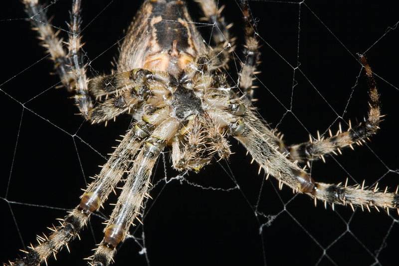 Araneus diadematus