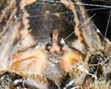 Araneus diadematus