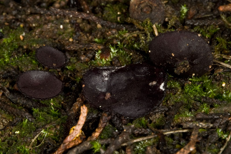 Marcelleina rickii