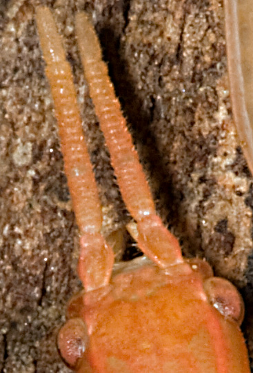 Bacillus rossius
