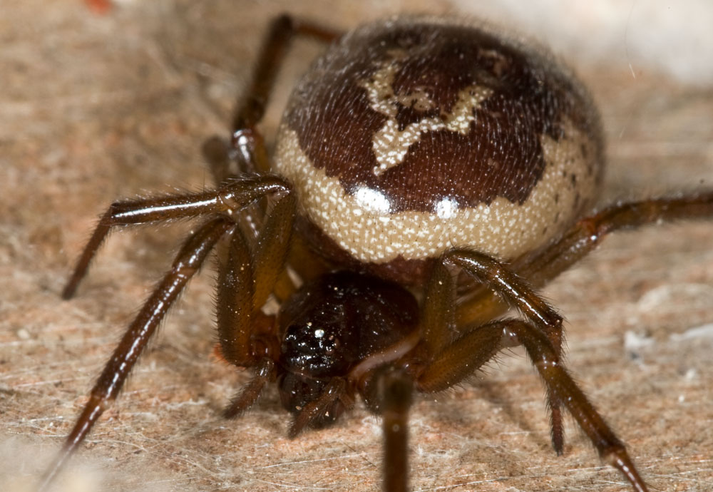 Steatoda nobilis